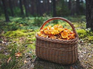 Wicker basket with wild mushrooms chanterelles placed on the moss in the forest