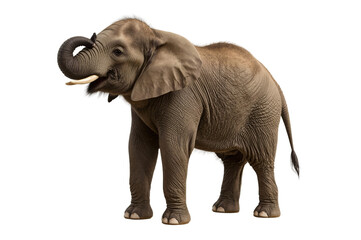 Obraz premium Young African elephant, standing, trunk up, wildlife, safari background, zoo poster