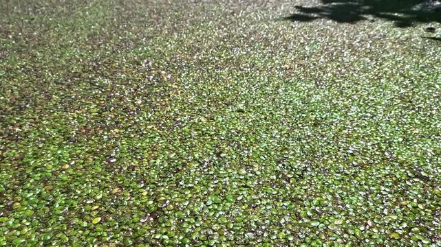 Aquatic plants rootless duckweed Wolffia arrhiza and duckweed Lemna turionifera
