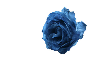 a blue rose is shown against a white background