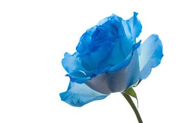 a blue rose is shown against a white background