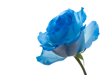 a blue rose is shown against a white background