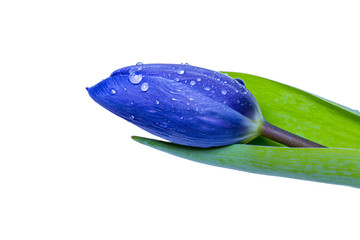 a blue flower with water droplets on it