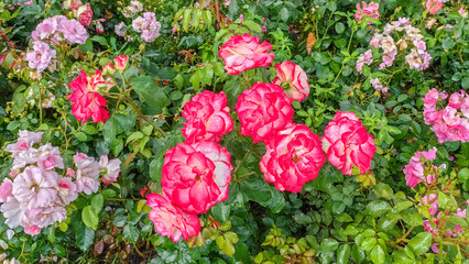 Vibrant pink and white roses in full bloom, surrounded by lush green foliage, creating a stunning floral display in a garden setting, showcasing nature's beauty and diversity