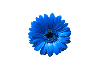 a blue flower on a white background