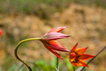 Turkish name; Manisa Lalesi - Scientific name: Tulipa orphanidea