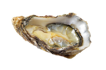 a close up of a oyster with a white background