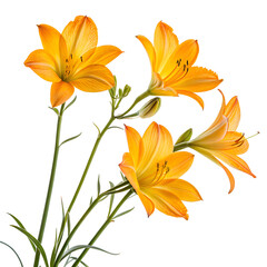Four vibrant orange lilies with green leaves against a black background. The flowers display delicate petals and intricate details, showcasing their natural beauty.
