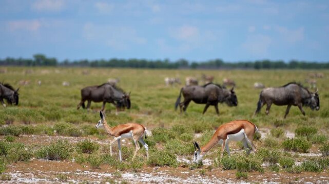 A springbok and its young fawn walk side by side across the African savanna, calmly moving through the dry grass, while wildebeests wander peacefully in the background of the wide landscape.