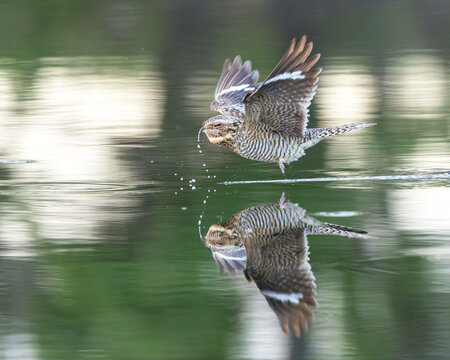 A display of acrobatics: a Common Nighthawk skims over the water.