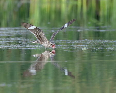 A display of acrobatics: a Common Nighthawk deftly sips bugs off the water.