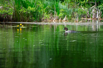 Duck swimming on the river Infront of the lily pads 