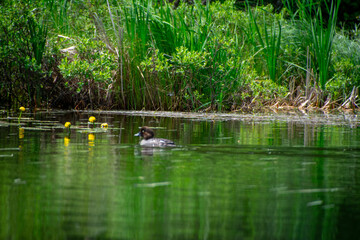 Duck swimming on the river Infront of the lily pads 