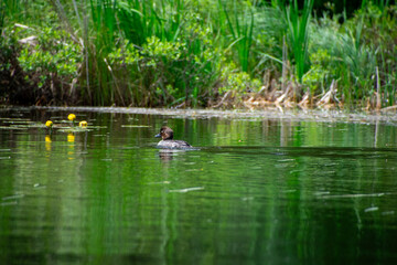 Duck swimming on the river Infront of the lily pads 