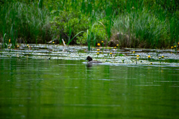 Duck swimming on the river Infront of the lily pads 