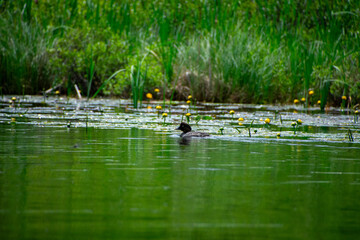 Duck swimming on the river Infront of the lily pads 