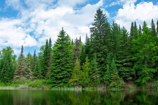 Trees at the edge of the river Ontario Canada