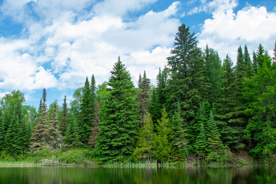 Trees at the edge of the river Ontario Canada