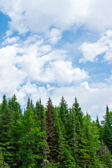 Fototapeta premium Clouds breaking up the blue sky above the pines