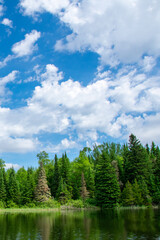 Fototapeta premium Clouds breaking up the blue sky above the pines