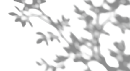 Soft, diffused shadows of slender tree branches and delicate leaves with clear contours elegantly cast on a pristine, seamless transparent background with copy space, top-down view, natural light