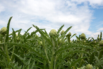 Green fresh organic artichoke field - Torbalı, İzmir, Turkey