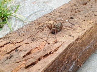 Brown Spiders on Wood with Grass: Detailed Close-Up Shot of Arachnid on Weathered Timber, Natural Outdoor Setting, Dark Textures.
