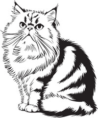 Obraz premium Scottish Fold cat. silhouette 