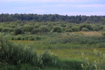 forest in the autumn