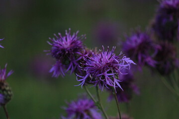 Obraz premium purple thistle flower