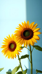 Obraz premium Two sunflowers in the sunny ambience. Light blue background with shadow, grunge. White tone