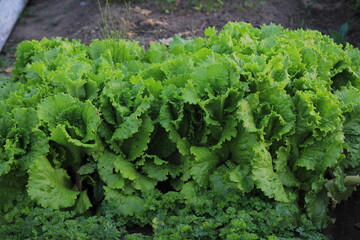 green salad leaves growing in a garden bed