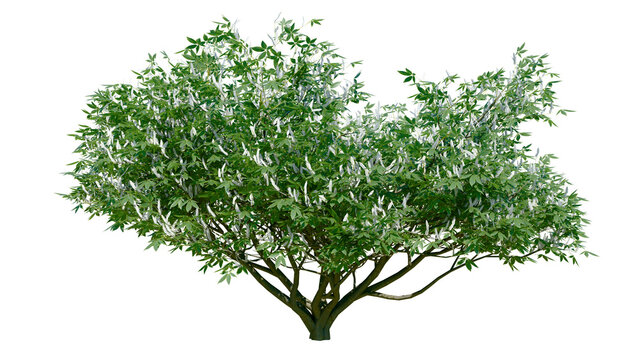 Aesculus californica, commonly known as the California buckeye or California horse chestnut, Isolated tree on a transparent background. Summer season.