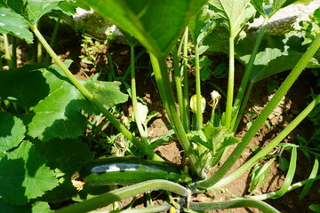 zucchini in the garden