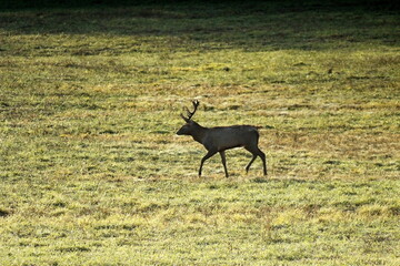 Deers in the field during the rutting season in the autumn. Unique image of animals in their natural habitat