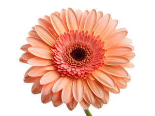 Red Gerber daisy isolated on white background with vibrant petals and detailed bloom