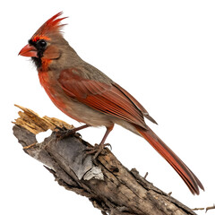 Female Northern Cardinal Bird: Vivid Red Plumage on Branch