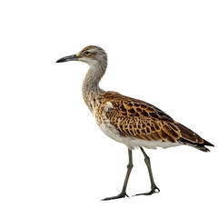 Stunning Ruff: A Detailed Avian Portrait