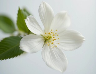 Obraz premium Delicate white blossom with green leaves on a soft background
