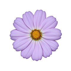 Obraz premium Stunning pale lavender cosmos flower isolated on a white background capturing elegance and beauty in nature