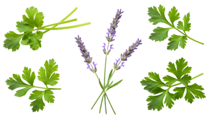 A vibrant arrangement of fresh cilantro and lavender flowers, showcasing their textures and colors against a dark background