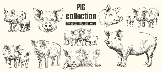 Rural pasture or countryside pig farm set. A village barnyard with pig  and piglets; vintage hand‑drawn hog engraving and elements for organic farm branding.