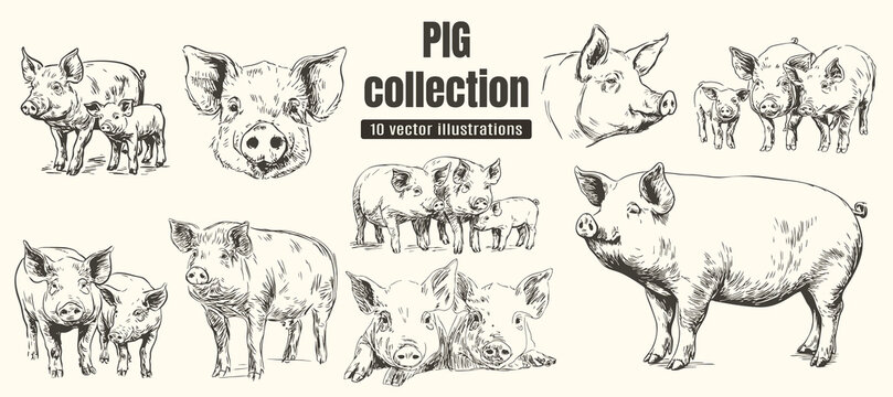 Rural pasture or countryside pig farm set. A village barnyard with pig  and piglets; vintage hand‑drawn hog engraving and elements for organic farm branding.