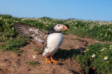 Puffin standing outside of burrow stretching wings