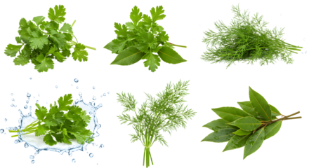 A vibrant assortment of fresh herbs including cilantro, parsley, and bay leaves displayed on a white background