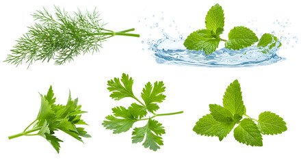  Vibrant Assortment Fresh Herbs