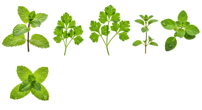A vibrant collection of fresh green herbs including mint and oregano, showcasing their lush leaves and natural textures