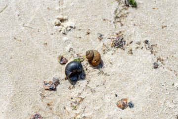 Small snails scattered across the sandy shore of the Kiev Sea, Ukraine, forming a delicate natural composition.
