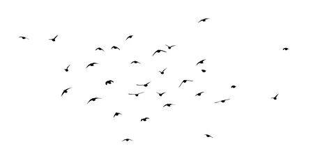 Flying birds silhouette flock. hand drawing. Not AI. Vector illustration