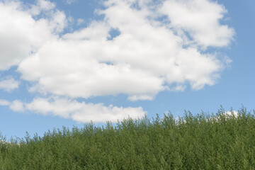 green field and blue sky